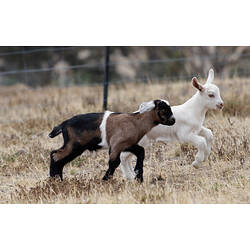 Two young Goats playing in a paddock.