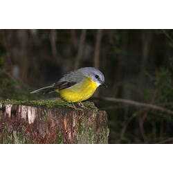 An Eastern Yellow Robin perched on a tree stump.