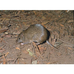 A Southern Brown Bandicoot on leaf litter.