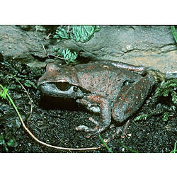 A Lesueur's Frog on wet ground.