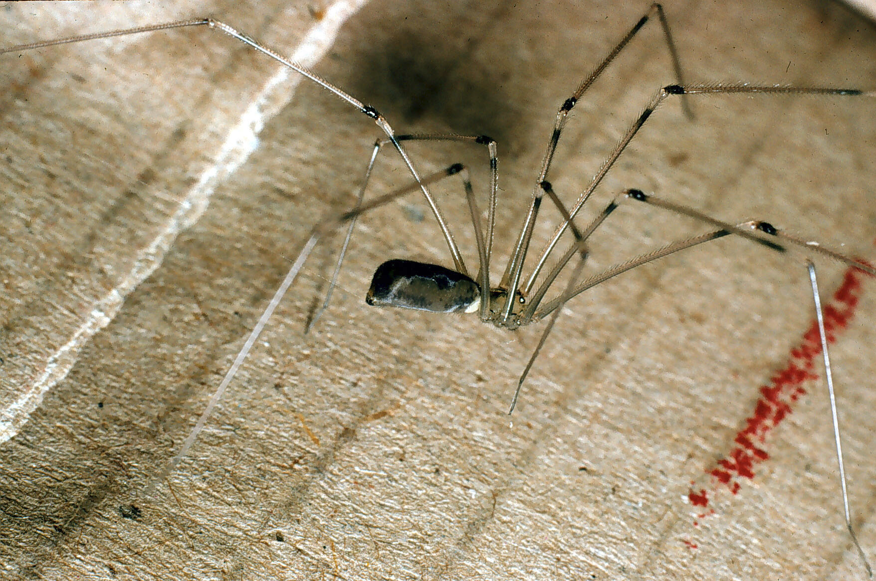 Daddy long-legs spider  Collections Online - Museum of New