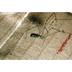 Daddy long-legs spider  Collections Online - Museum of New