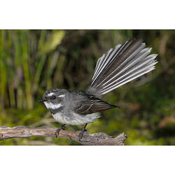 A Grey Fantail perched on a branch with tail feathers spread into a fan.