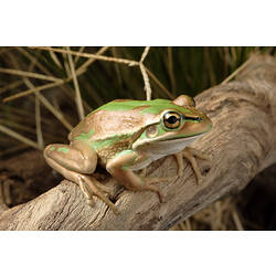 A Green and Golden Bell Frog sitting on a branch.