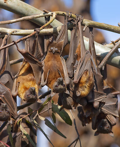 A group of Little Red Flying-foxes hanging upside down.