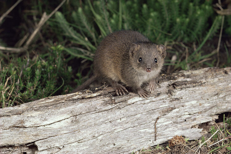 A Swamp Antechinus perched on a fallen log.