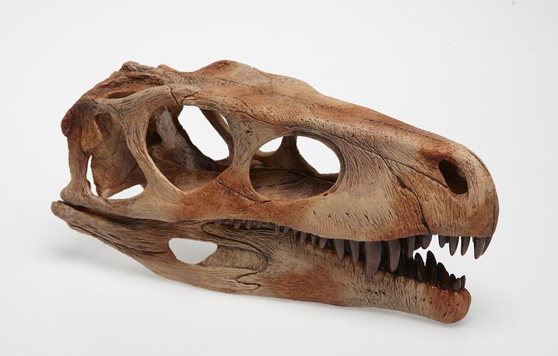Model of dinosaur skull.