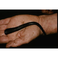 A Freshwater Leech on a human hand.