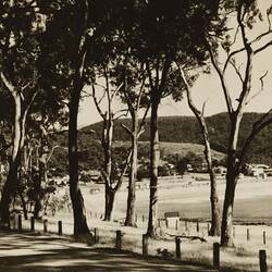 Photograph - Lorne Through the Gum Trees, Lorne, Victoria, 1930s