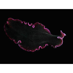 Family Pseudocerotidae, flatworm. Portsea Pier, Victoria. [F 172808]