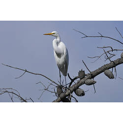 A Great Egret standing on a bare branch against a blue sky.