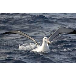 A bird, a Wandering Albatross, floating on water with wings spread.