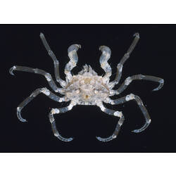 Dorsal view of Three-pronged Sea Spider against a black background.