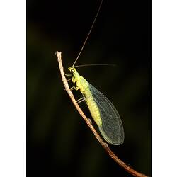 A Green Lacewing perched on a twig.