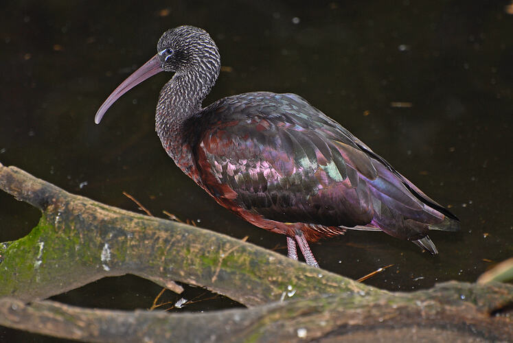 A Glossy Ibis wading in shallow water.