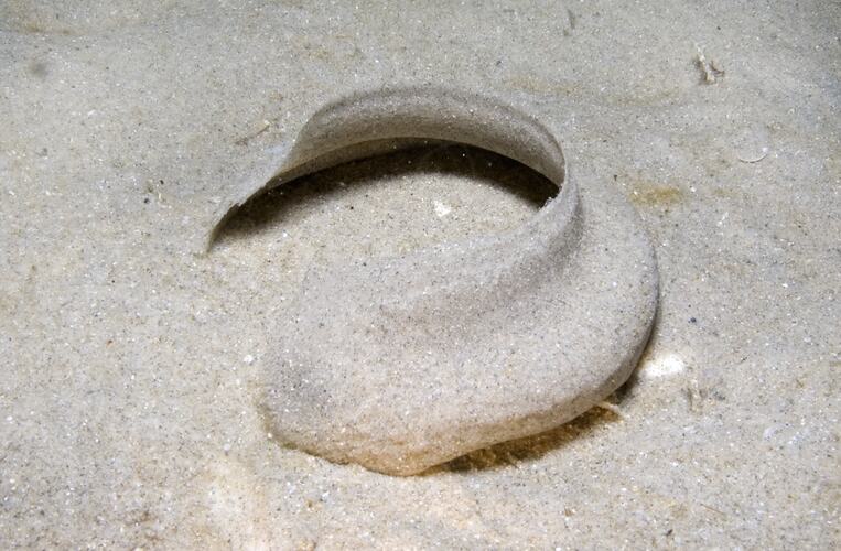 C-shaped snail egg mass on sandy sea bottom.