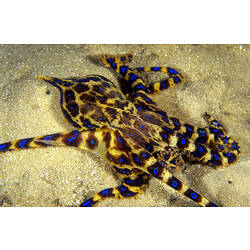 Southern Blue-ringed Octopus on sand, blue rings showing.