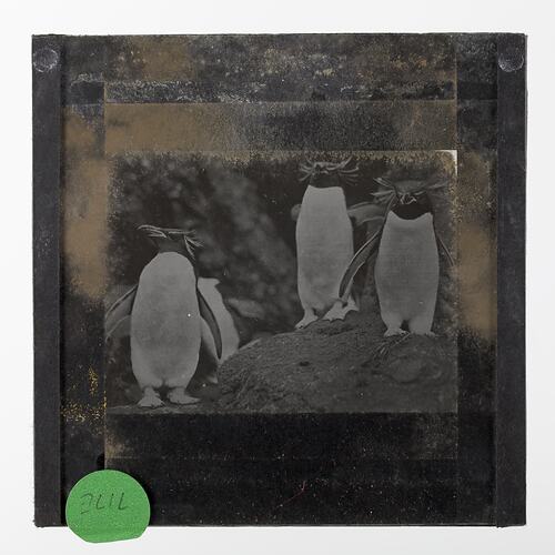 Lantern Slide - Three Rockhopper Penguins, the Crested Type, BANZARE Voyage 1, Antarctica, 1929-1930