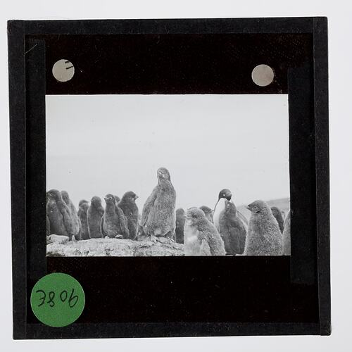 Lantern Slide - Penguin Chicks Moulting, Cape Crozier, Ross Island, Ellsworth Relief Expedition, Antarctica, 1935-1936