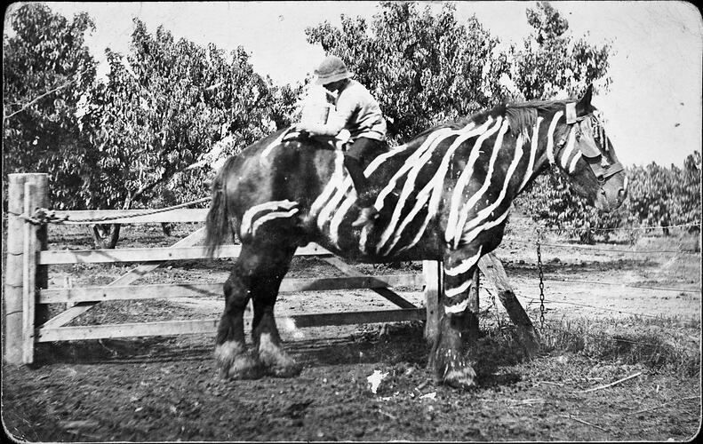 Boy sitting backwards on a dark horse painting white stripes on it.