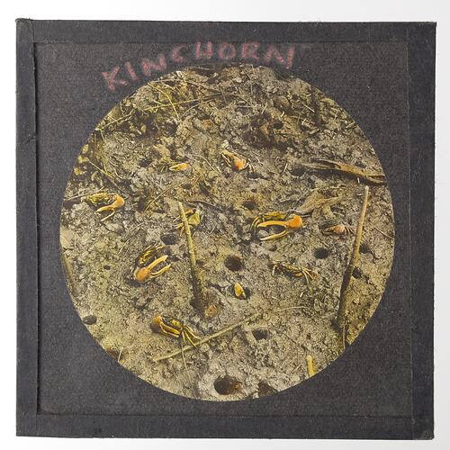 Lantern Slide - Crabs, 1920-1940