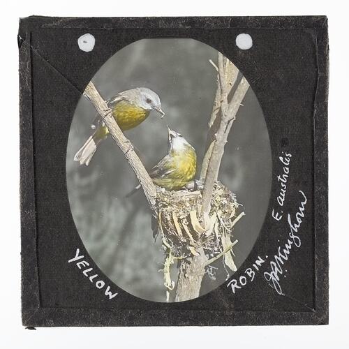 Lantern Slide - Yellow Robin, 1920-1940