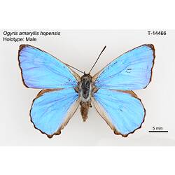 Butterfly specimen, dorsal view.