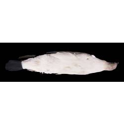 Dry bird skin specimen with labels.