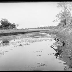 Arrernte woman resting on a digging stick as she drinks from a waterhole, Finke River, Central Australia, 1895-97