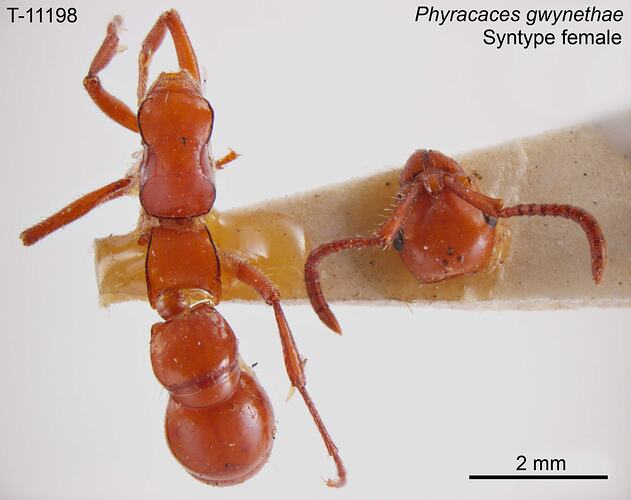 Ant specimen, female, dorsal view.