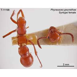 Ant specimen, female, dorsal view.