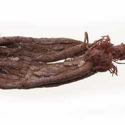 Neck ornament, Australia, Gulf