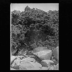 Glass Negative - River & Forest, by A.J. Campbell, Queensland, circa 1900