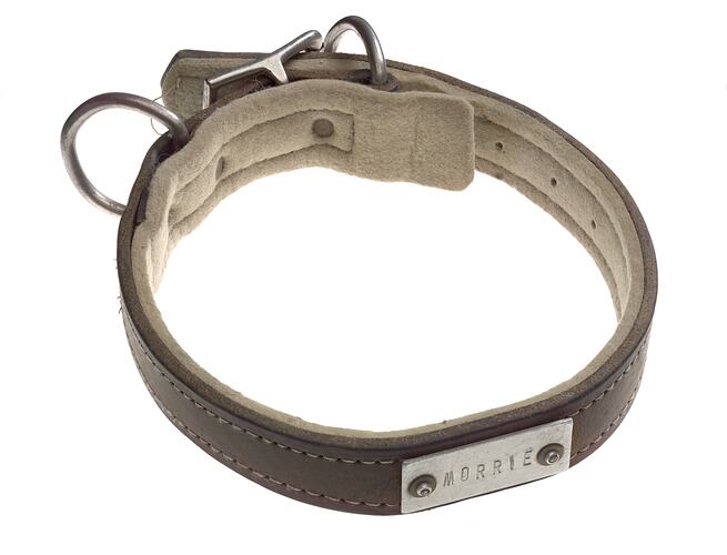 Brown leather dog collar with a metal name plate.