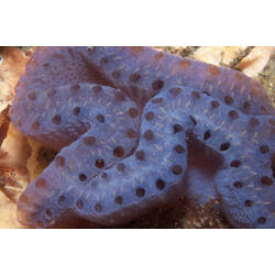 Folded purple ascidian colony.
