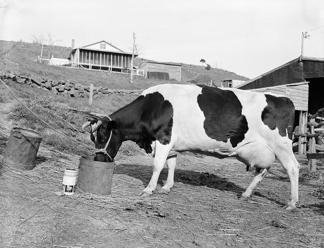 Negative - Min-a-Vit, Dairy Cow Eating, Victoria, Oct 1953