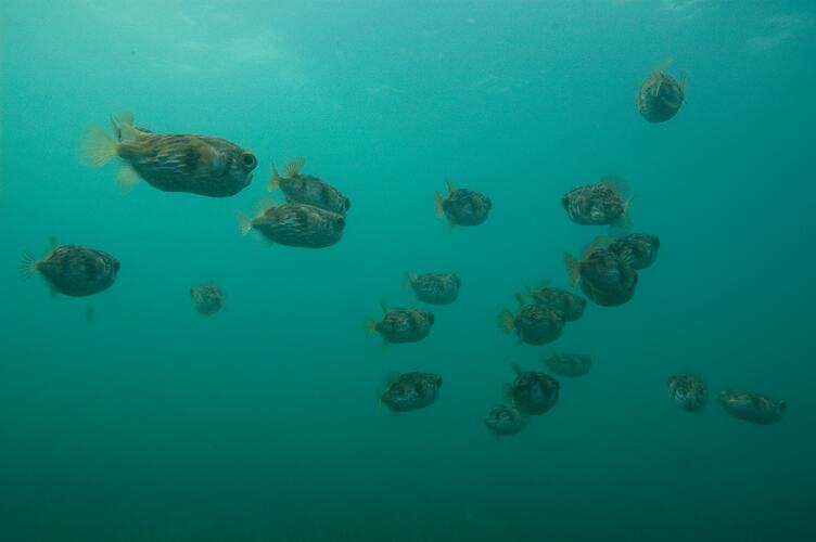 <em>Diodon nicthemerus</em>, Globefish. Western Port, Victoria.