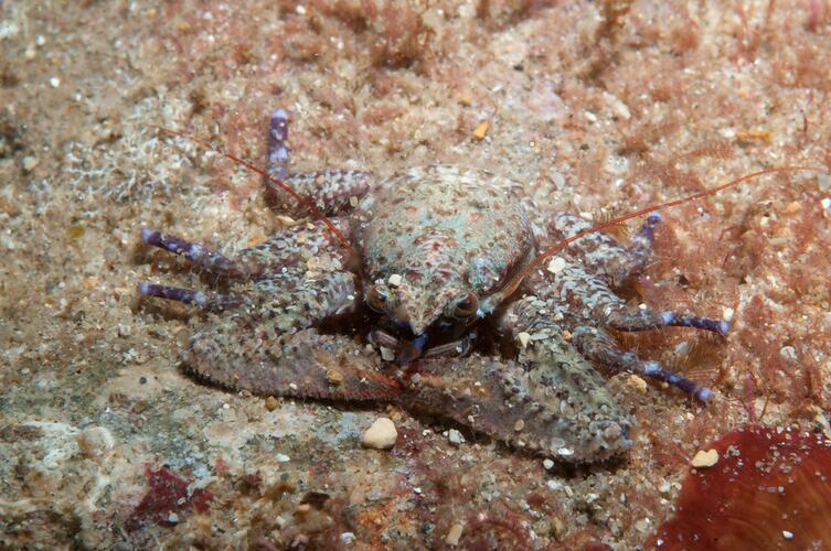 <em>Petrocheles australiensis</em>, Spiny Porcelain Crab. Bunurong Marine National Park, Victoria.