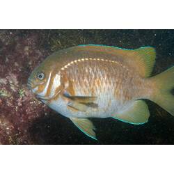 <em>Parma victoriae</em>, Scalyfin. Bunurong Marine National Park, Victoria.