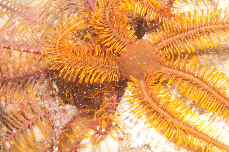 A bright yellow Brittle Star on a rock.