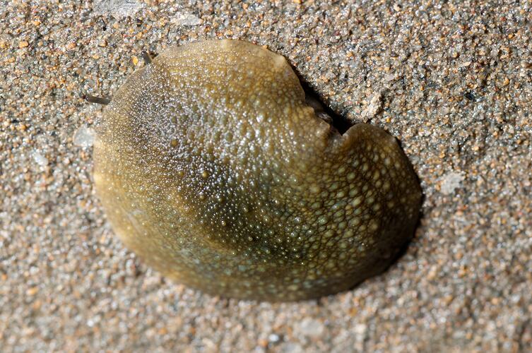 <em>Onchidella patelloides</em>, Ocean Beach Slug. Bunurong Marine National Park, Victoria.