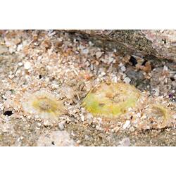 <em>Siphonaria zelandica</em>, marine snail. Bunurong Marine National Park, Victoria.