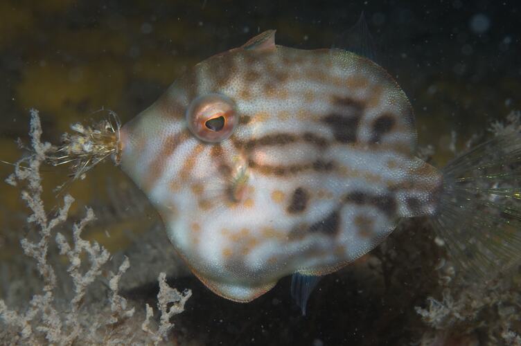 Round white and brown fish above seafloor.