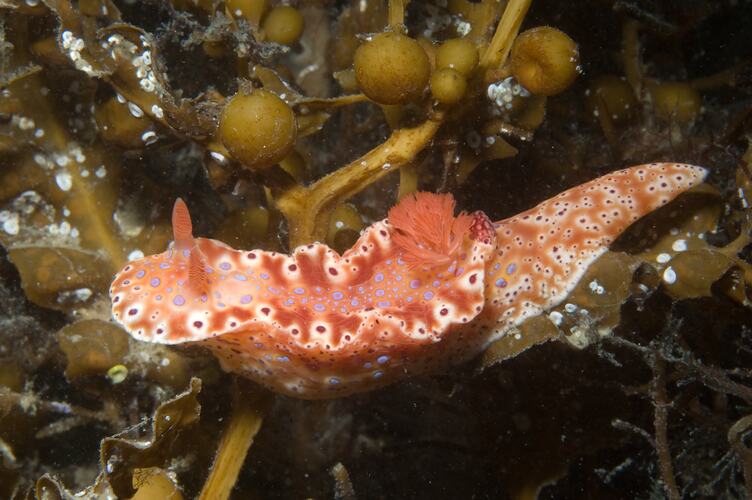 <em>Ceratosoma brevicaudatum</em>, nudibranch. St Leonards Jetty, Port Phillip, Victoria.