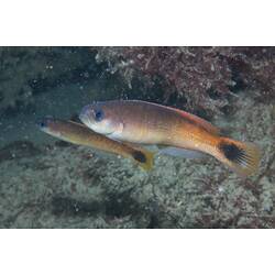 <em>Trachinops caudimaculatus</em>, Southern Hulafish. Popes Eye, Port Phillip, Victoria.
