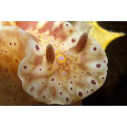 <em>Ceratosoma brevicaudatum</em>, nudibranch. Ricketts Point, Port Phillip, Victoria.