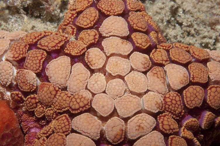<em>Nectria</em> sp., seastar. Wilsons Promontory National Park, Victoria.
