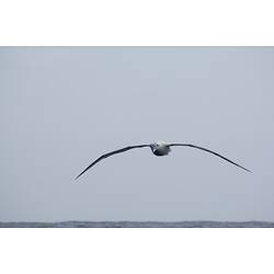 Albatross in flight, facing camera.