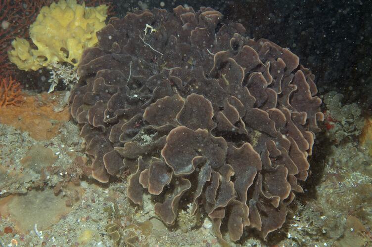 Phylum Bryozoa, lace coral. Wilsons Promontory National Park, Victoria.