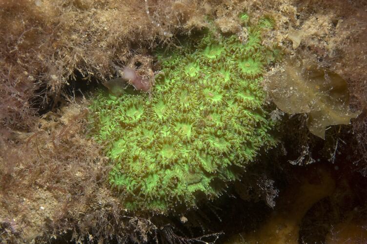 Class Anthozoa, stony coral. Ricketts Point, Port Phillip, Victoria.
